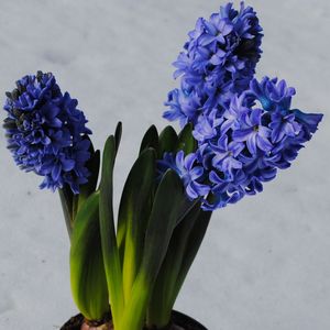 hyacint 3-plant blå