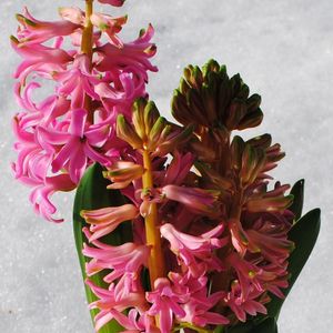 hyacint 3-plant rosa