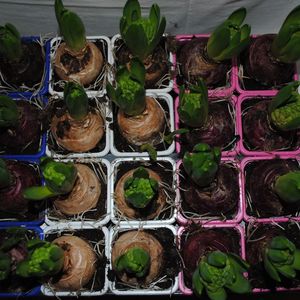 hyacinter standard mixlåda